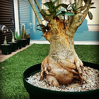 マンドレイクのインテリア実例 Roomclip ルームクリップ