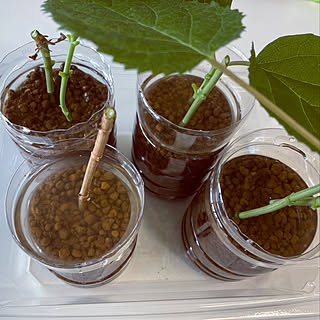 アナベル 挿し木のインテリア実例 Roomclip ルームクリップ