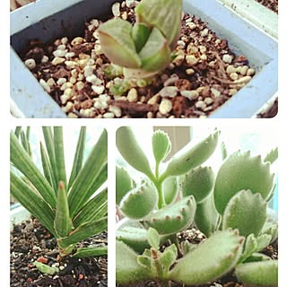 玄関/入り口/植物/いつもいいねやコメありがとうございます♡/みなさんの素敵なインテリアに癒されてます/ワンコと暮らす家...などのインテリア実例 - 2016-06-17 16:35:32