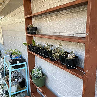 多肉植物棚のインテリア実例 Roomclip ルームクリップ