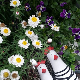 玄関/入り口/花のある暮らし/いいね!ありがとうございます♪/植物のある暮らし/自己満足( ̄^ ̄)ゞ...などのインテリア実例 - 2017-03-17 11:08:51