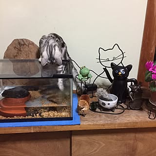 玄関/入り口/ねこ雑貨/いつもいいねやコメありがとうございます♡/シクラメン/ミシシッピニオイガメ...などのインテリア実例 - 2017-05-01 10:53:44
