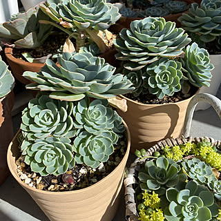 多肉植物 七福神に赤ちゃんがいっぱい のインテリア実例 Roomclip ルームクリップ