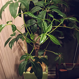 不思議な植物のインテリア実例 Roomclip ルームクリップ