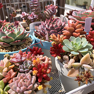 エケベリア 桃太郎のインテリア実例 Roomclip ルームクリップ