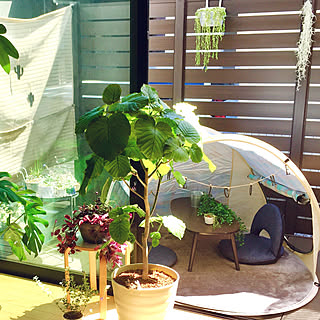 Can Do キャンドゥ 植物のまとめページ Roomclip ルームクリップ Can Do キャンドゥ 植物のまとめページ Roomclip ルームクリップ