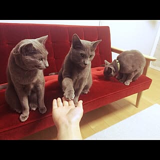 暮らしの愛用品/ロシアンブルー/ねこ大好きです/ねこ族/猫のいる日常...などのインテリア実例 - 2015-12-05 10:57:12