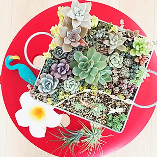 玄関/入り口/NO GREEN NO LIFE/グリーンのある暮らし/植物love♡/モリモリアロハ倶楽部...などのインテリア実例 - 2017-05-12 20:54:47