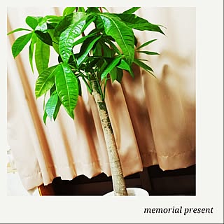 ベッド周り/NO GREEN NO LIFE/観葉植物/パキラのインテリア実例 - 2015-07-10 11:07:17