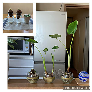 里芋水栽培 昭和な冷茶茶碗のインテリア実例 Roomclip ルームクリップ 里芋水栽培 昭和な冷茶茶碗のインテリア実例 Roomclip ルームクリップ