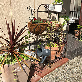 コーナン 多肉ちゃんのインテリア実例 Roomclip ルームクリップ