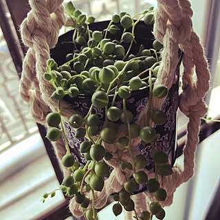 多肉植物 グリーンネックレス のインテリア実例 Roomclip ルームクリップ 多肉植物 グリーンネックレス のインテリア実例 Roomclip ルームクリップ