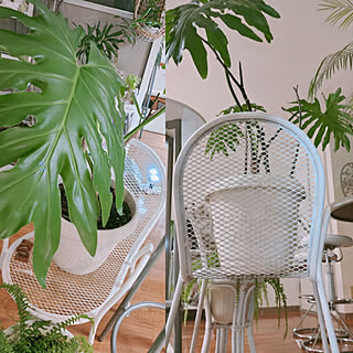 観葉植物 大きな葉っぱのインテリア実例 Roomclip ルームクリップ