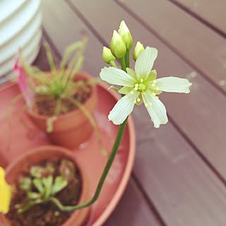 食虫植物 ハエトリソウのインテリア実例 Roomclip ルームクリップ 食虫植物 ハエトリソウのインテリア実例 Roomclip ルームクリップ