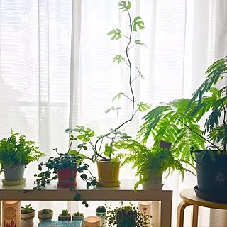 ベッド周り/姫モンステラ伸び伸び〜♡/日替わり投稿企画!木曜日/植物/NO GREEN NO LIFE...などのインテリア実例 - 2017-06-15 20:18:06