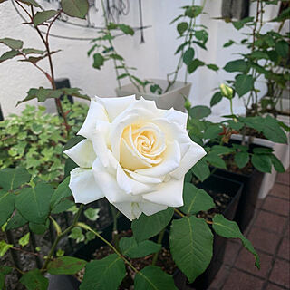 白薔薇のインテリア実例 ｜ RoomClip（ルームクリップ）