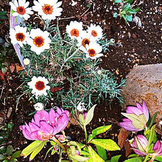 庭 ローダンセマムアフリカンアイズのインテリア実例 Roomclip ルームクリップ