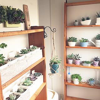 多肉植物タブローのインテリア実例 Roomclip ルームクリップ
