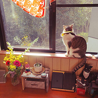 窓辺の猫/もらったお花/ねこのいる風景/白キジのん/リビングのインテリア実例 - 2021-03-18 08:15:41