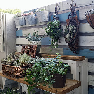 ガーデニング センペルビウムのインテリア実例 Roomclip ルームクリップ