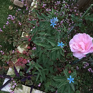 NO GREEN NO LIFE/花のある暮らし/庭/庭の花/ガーデン...などのインテリア実例 - 2015-11-03 13:50:00