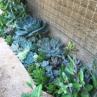 机/多肉花壇/机ではありません/植物/植物のある暮らし...などのインテリア実例 - 2017-06-23 08:32:04