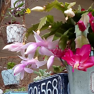 植物 シャコバサボテンのおしゃれなアレンジ 飾り方のインテリア実例 Roomclip ルームクリップ