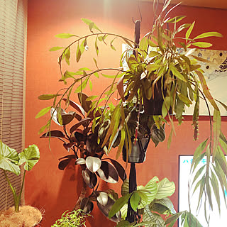 ジャングル化計画 カラテアオルビフォリアのインテリア実例 Roomclip ルームクリップ