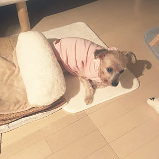 ダイソー犬服のインテリア実例 Roomclip ルームクリップ