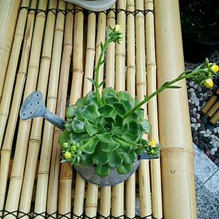 ベランダ 坪庭のインテリア実例 Roomclip ルームクリップ