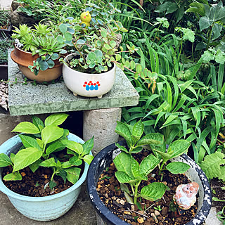 釜飯の器のインテリア実例 Roomclip ルームクリップ