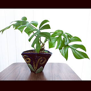 観葉植物 ヒメモンステラ成長中のインテリア実例 Roomclip ルームクリップ