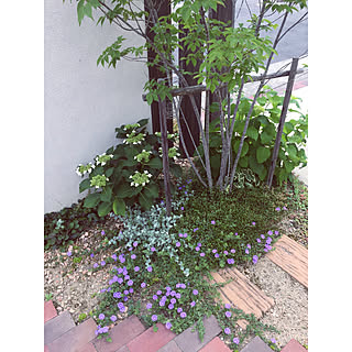 ガクアジサイのインテリア実例 Roomclip ルームクリップ