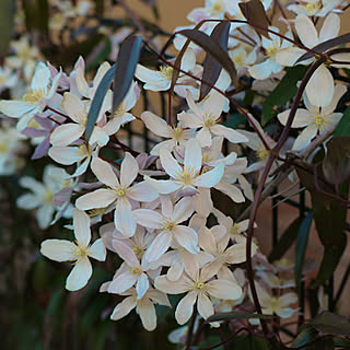 玄関 入り口 クレマチスアーマンディのインテリア実例 Roomclip ルームクリップ