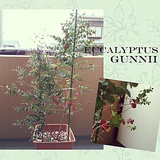 ベランダ ユーカリ グニーのインテリア実例 Roomclip ルームクリップ