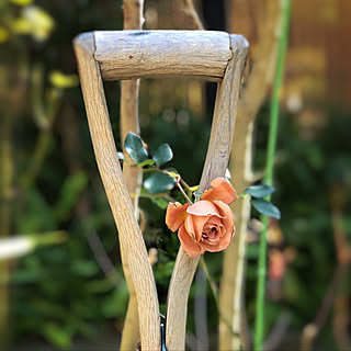 2020.2.22 ☀︎/Botanical life /NO GREEN NO LIFE/部屋全体/ジュリア✳︎のインテリア実例 - 2020-02-22 13:26:48