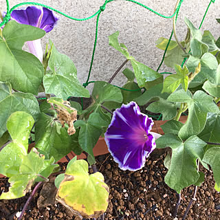 グリーンカーテン 朝顔のグリーンカーテンのおしゃれなアレンジ 飾り方のインテリア実例 Roomclip ルームクリップ