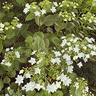 紫陽花 隅田の花火のインテリア実例 Roomclip ルームクリップ