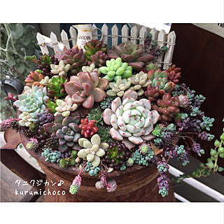 リビング/つぶつぶ多肉/多肉植物/ベランダガーデン/ちま寄せkurumichoco❁*.゚...などのインテリア実例 - 2019-12-29 20:49:11