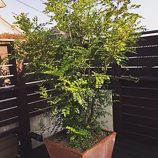 テラコッタ鉢植えのインテリア実例 Roomclip ルームクリップ