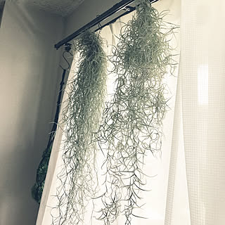 ウスネオイデス チランジア エアープランツのインテリア実例 Roomclip ルームクリップ