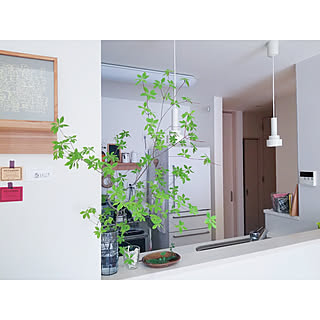 ハカラメのインテリア実例 Roomclip ルームクリップ