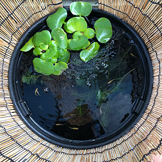 カボンバのインテリア実例 Roomclip ルームクリップ