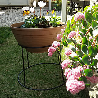 寄せ植え コメリの商品を使ったおしゃれなインテリア実例 Roomclip ルームクリップ