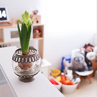 花のある暮らし/ヒヤシンス水耕栽培/水耕栽培/ヒヤシンス/子どもと暮らす...などのインテリア実例 - 2019-03-11 20:37:29