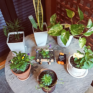 100均の鉢のインテリア実例 Roomclip ルームクリップ