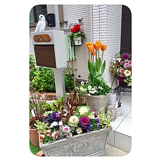 テラコッタ鉢植えのインテリア実例 Roomclip ルームクリップ