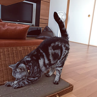 扇風機/Francfranc/ミセル/DAIKEN/ローソファー...などのインテリア実例 - 2019-09-02 17:16:11