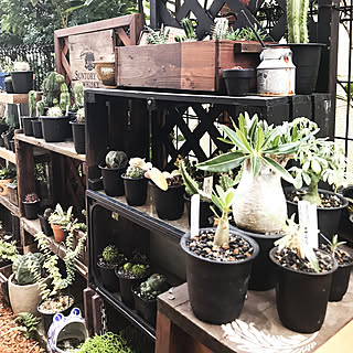 玄関/入り口/お手製木箱/多肉植物/サボテン/ホロンベンセ...などのインテリア実例 - 2018-08-02 17:41:57