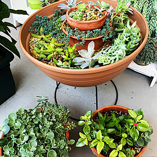 多肉植物 ベビーサンローズ のインテリア実例 Roomclip ルームクリップ
